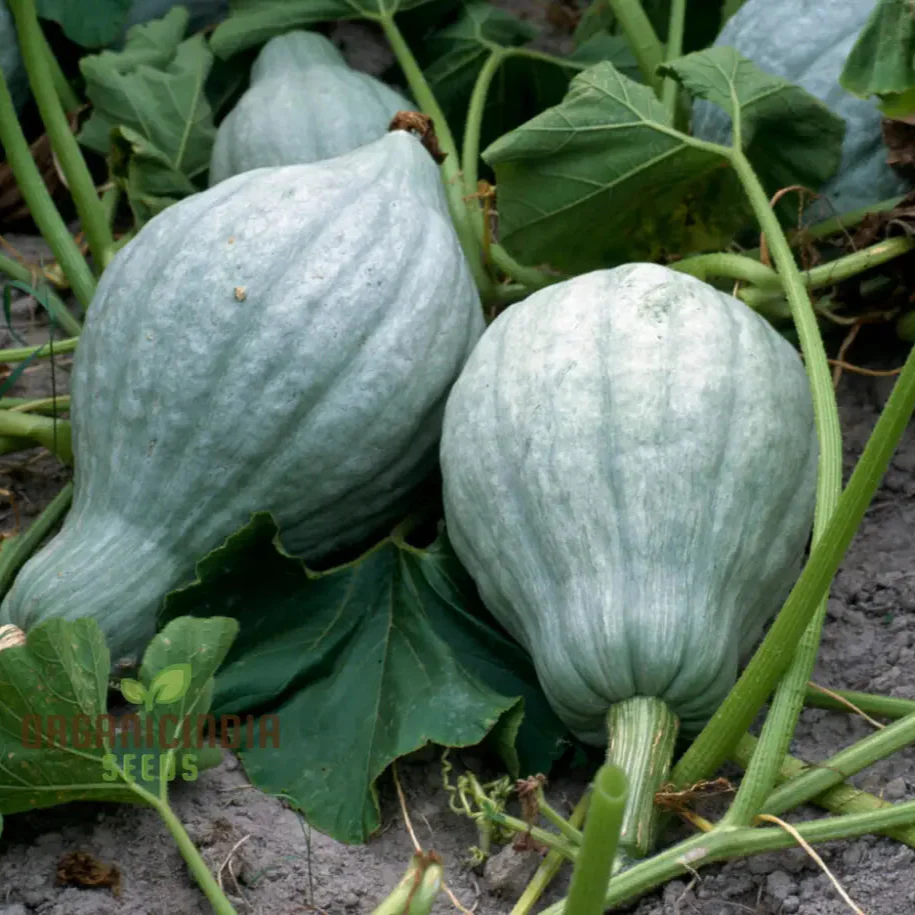 Hubbard Blue Winter Squash Seeds for Gardening Heirloom Seed Variety Perfect for Home Gardens - Image 3