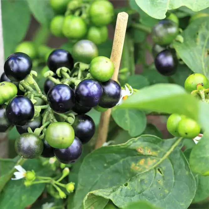 Huckleberry Fruit Seeds, Cultivating Delicious Harvests with Expert Planting and Gardening Techniques