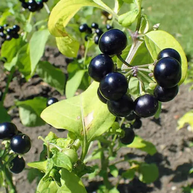 Huckleberry Fruit Seeds, Cultivating Delicious Harvests with Expert Planting and Gardening Techniques - Image 3
