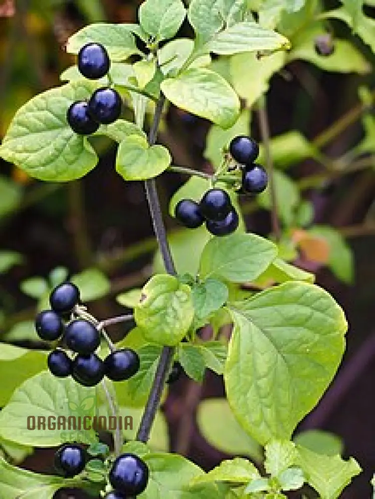 Huckleberry Fruit Seeds, Cultivating Delicious Harvests with Expert Planting and Gardening Techniques - Image 4