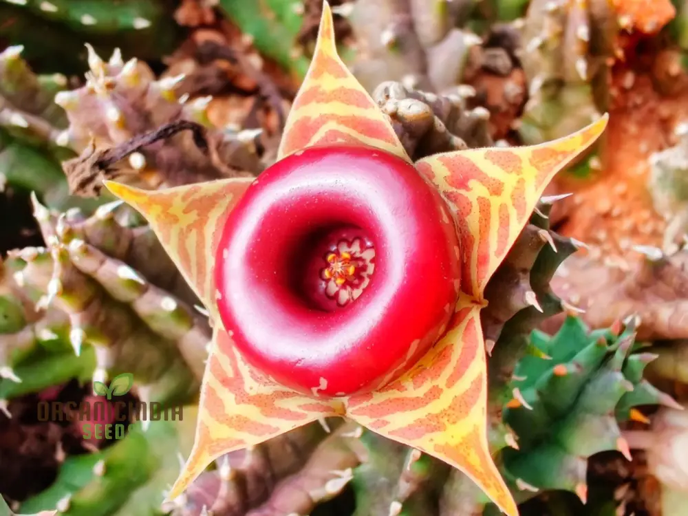 Huernia Zebrina Lifesaver Cactus Seeds for Gardening Enthusiasts - Exotic Succulent Seeds