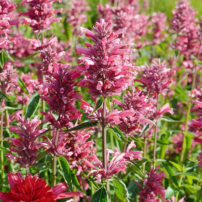 Hummingbird Mint Seeds â Agastache Heather Queen for Pollinator Gardens - Image 3