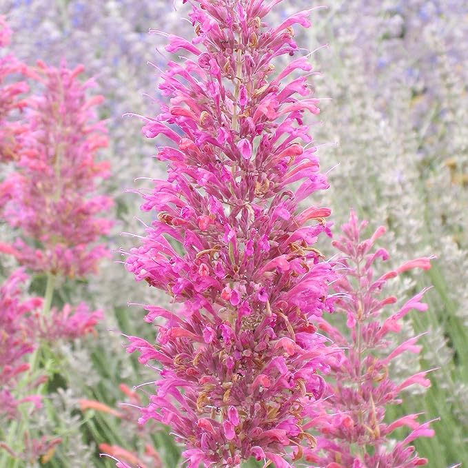 Hummingbird Mint Seeds â Agastache Heather Queen for Pollinator Gardens - Image 7