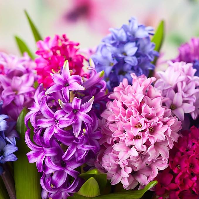 Hyacinth Seeds - Hyacinthus Orientalis, Perennial & Non-GMO, Low Maintenance with Exotic Eye Appeal - 100 Pcs