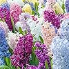 Hyacinth Seeds - Hyacinthus Orientalis, Perennial & Non-GMO, Low Maintenance with Exotic Eye Appeal - 100 Pcs - Image 3
