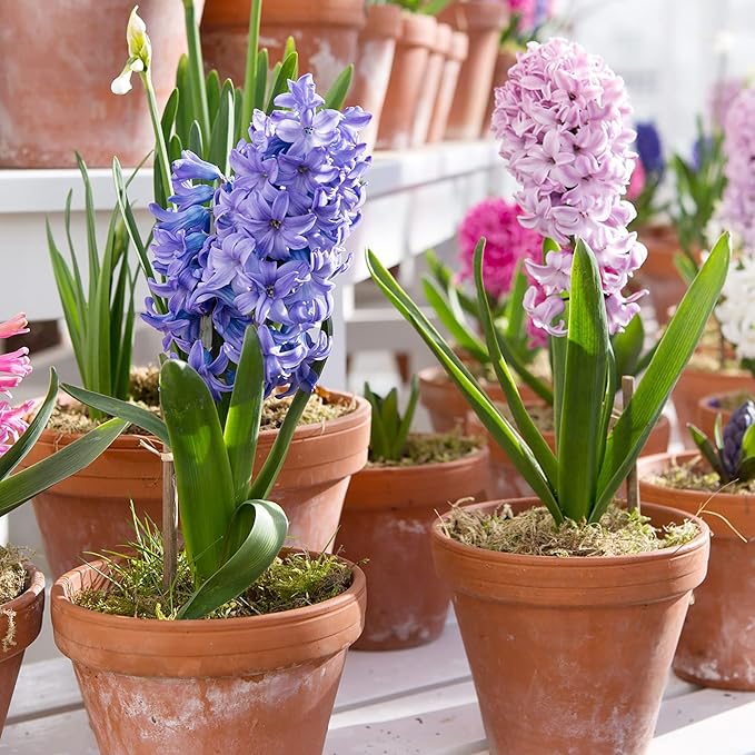 Hyacinth Seeds - Hyacinthus Orientalis, Perennial & Non-GMO, Low Maintenance with Exotic Eye Appeal - 100 Pcs - Image 4