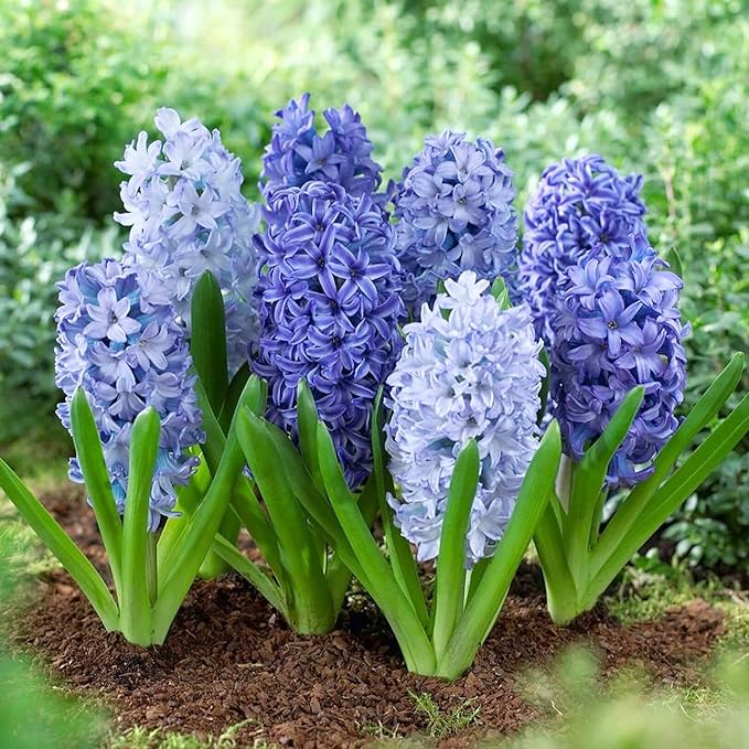 Hyacinth Seeds - Hyacinthus Orientalis, Perennial & Non-GMO, Low Maintenance with Exotic Eye Appeal - 100 Pcs - Image 5