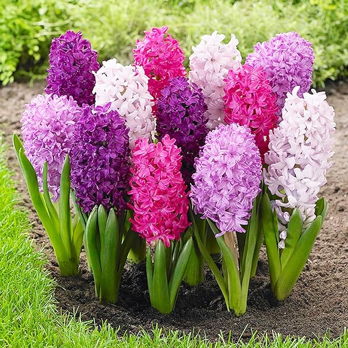 Hyacinth Seeds - Hyacinthus Orientalis, Perennial & Non-GMO, Low Maintenance with Exotic Eye Appeal - 100 Pcs - Image 6