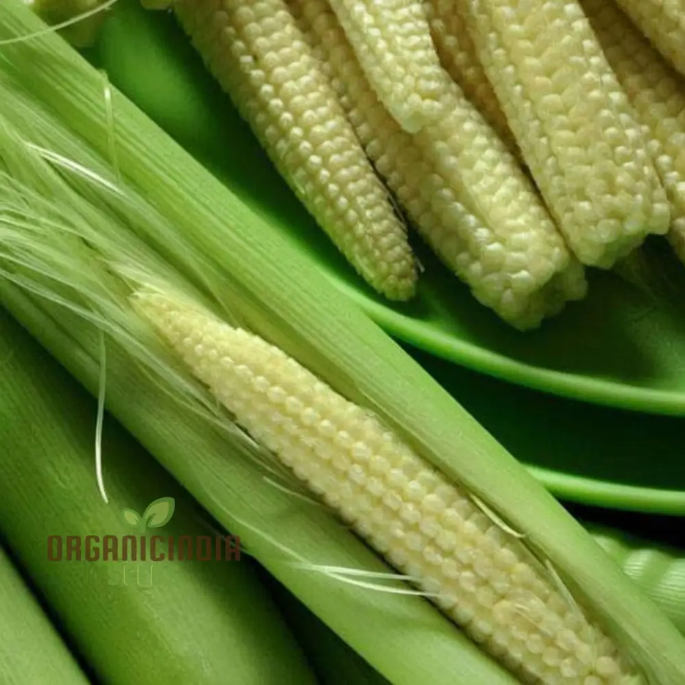 Baby Corn Seeds for planting Enhance Your Gardening Experience with Sweet, Tender Corn Straight from Your Garden