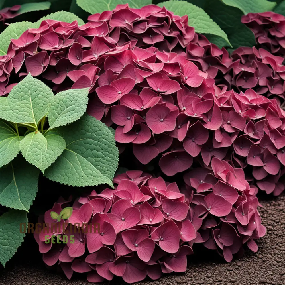 Premium Burgundy Hydrangea Flower Seeds, Easy-to-Grow Seeds for Rich-Colored Garden Blooms and Planting