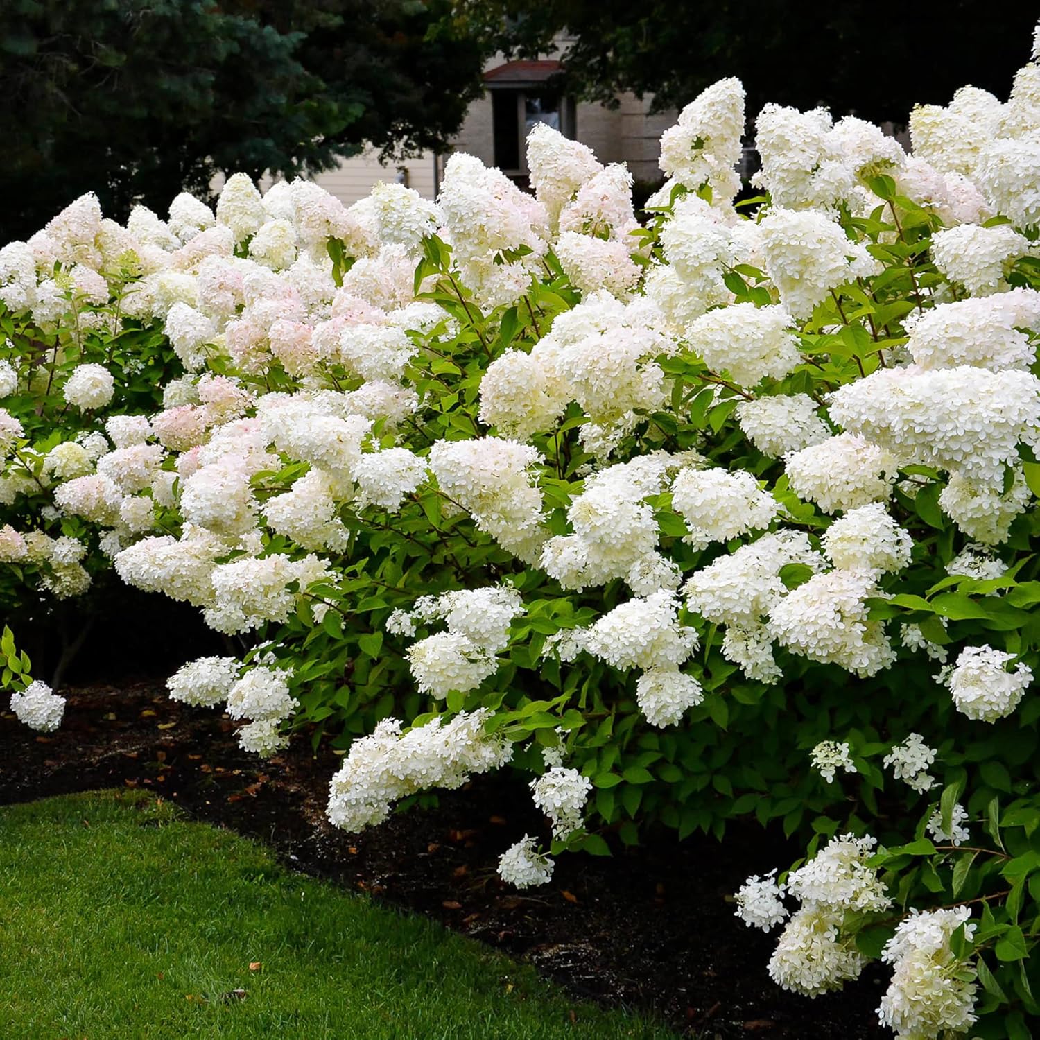 Hydrangea Paniculata Seeds - Peegee Hydrangea, Fast Growing, Attracts Pollinators, Perfect for Beds, Borders, Patio, Outdoor - 50Pcs Flowering Shrub Seeds - Image 3