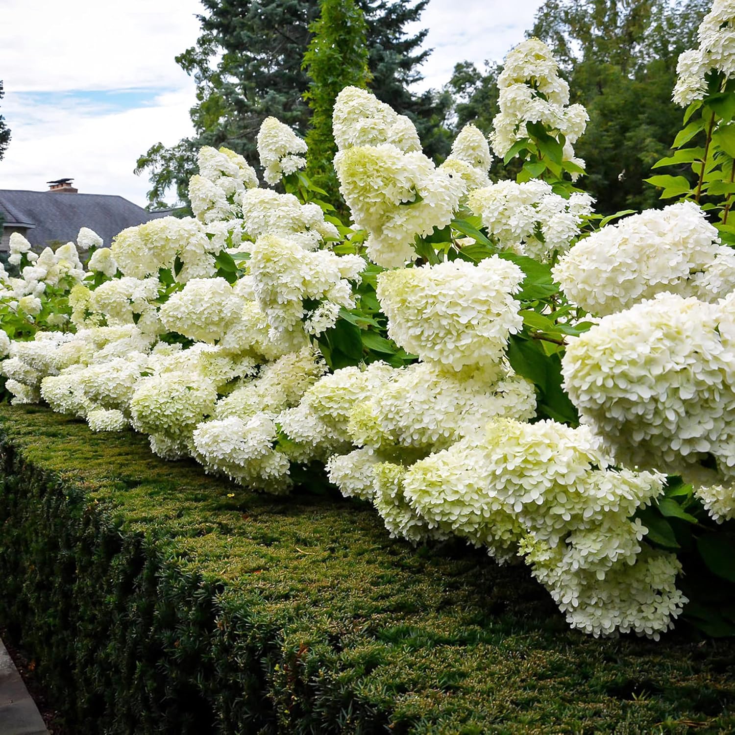 Hydrangea Paniculata Seeds - Peegee Hydrangea, Fast Growing, Attracts Pollinators, Perfect for Beds, Borders, Patio, Outdoor - 50Pcs Flowering Shrub Seeds - Image 4