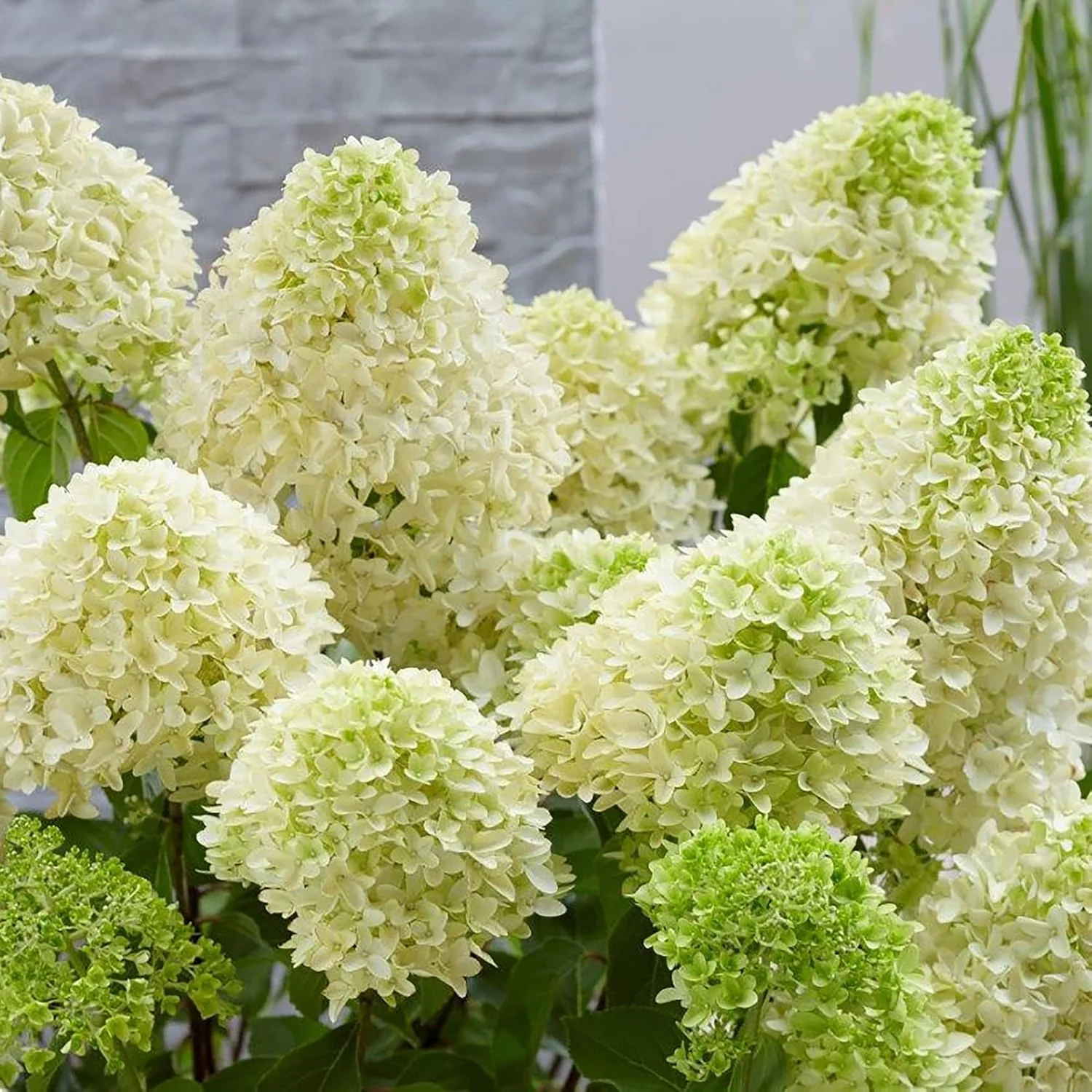 Hydrangea Paniculata Seeds - Peegee Hydrangea, Fast Growing, Attracts Pollinators, Perfect for Beds, Borders, Patio, Outdoor - 50Pcs Flowering Shrub Seeds - Image 5