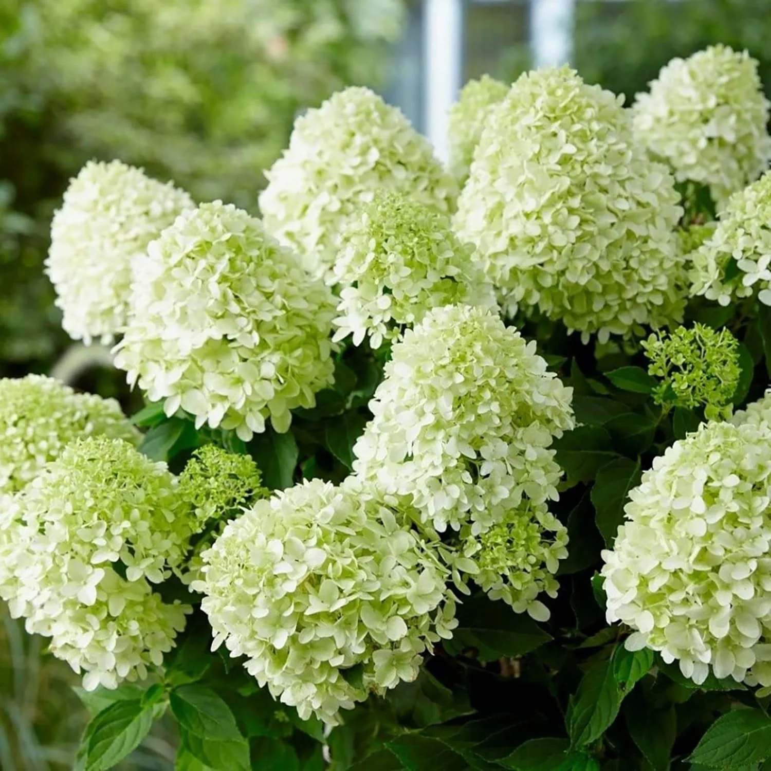 Hydrangea Paniculata Seeds - Peegee Hydrangea, Fast Growing, Attracts Pollinators, Perfect for Beds, Borders, Patio, Outdoor - 50Pcs Flowering Shrub Seeds - Image 6
