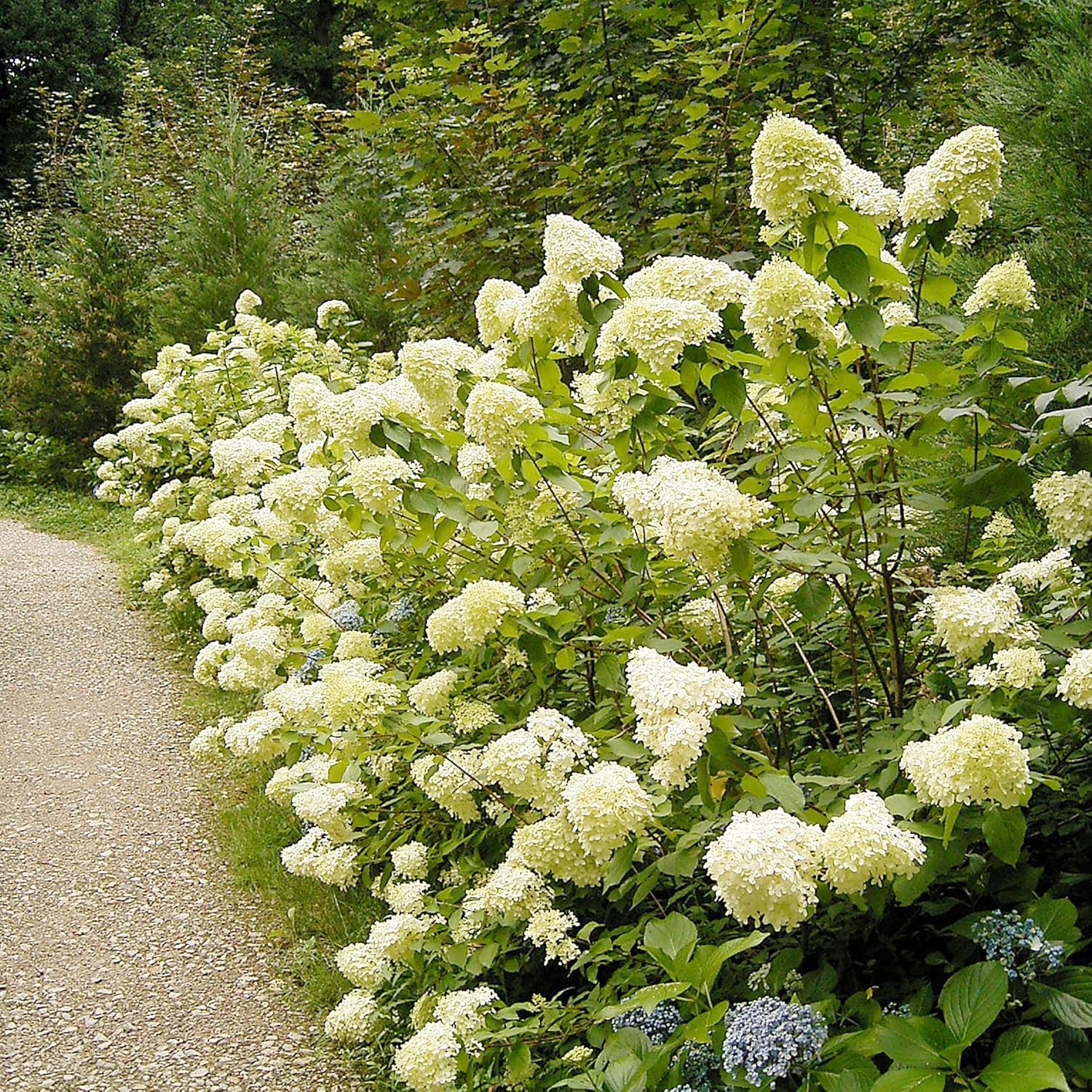 Hydrangea Paniculata Seeds - Peegee Hydrangea, Fast Growing, Attracts Pollinators, Perfect for Beds, Borders, Patio, Outdoor - 50Pcs Flowering Shrub Seeds - Image 7