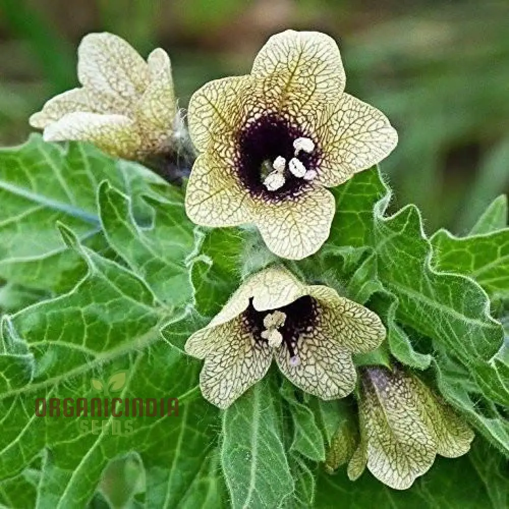 Hyoscyamus Niger (Black Henbane) Seeds - Exotic and Unique Herb for Your Garden