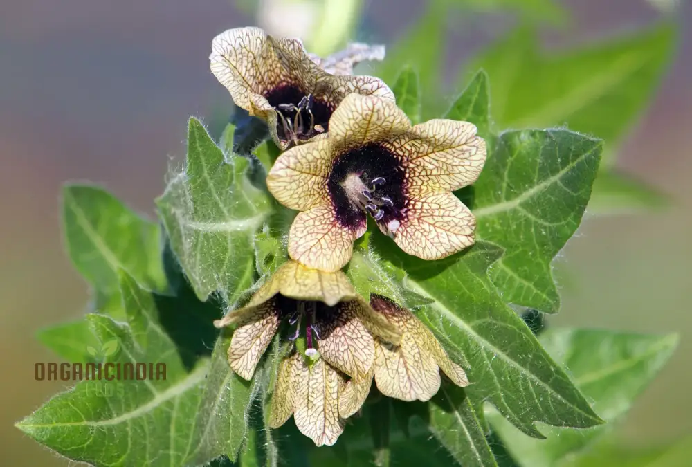 Hyoscyamus Niger (Black Henbane) Seeds - Exotic and Unique Herb for Your Garden - Image 3