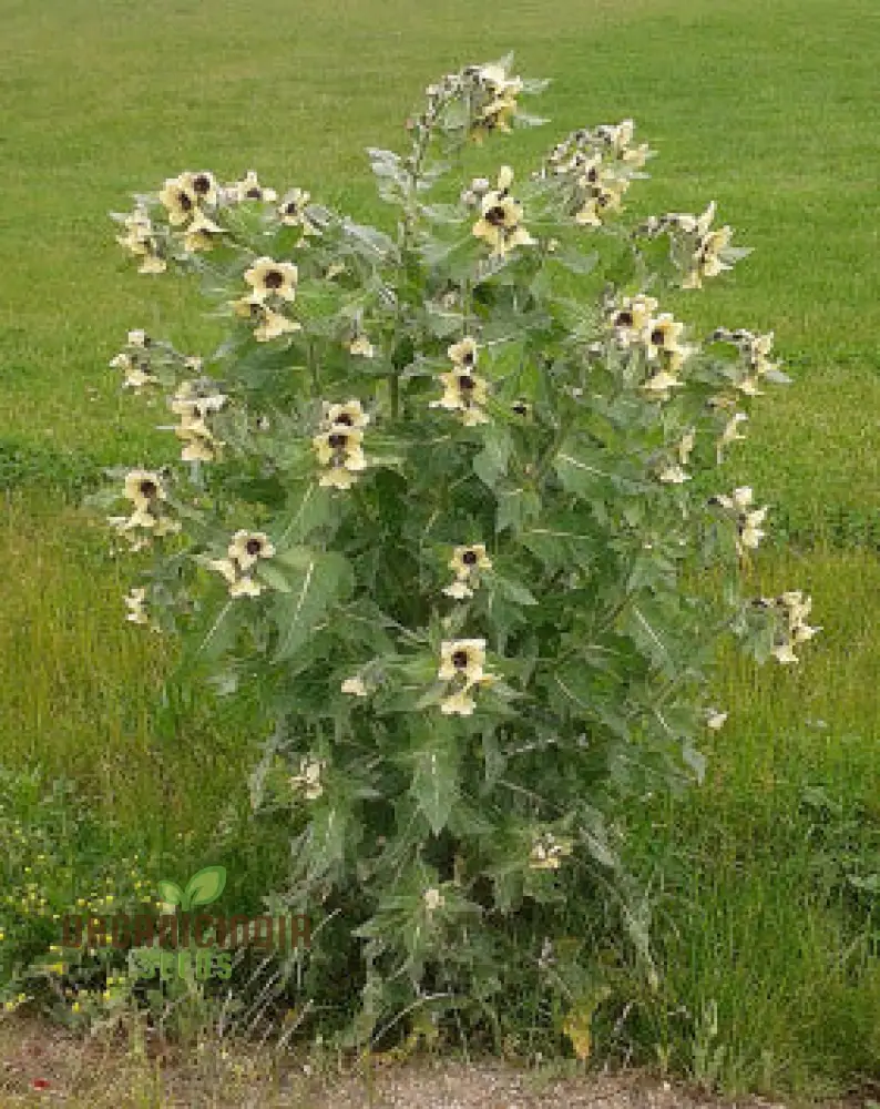 Hyoscyamus Niger (Black Henbane) Seeds - Exotic and Unique Herb for Your Garden - Image 4
