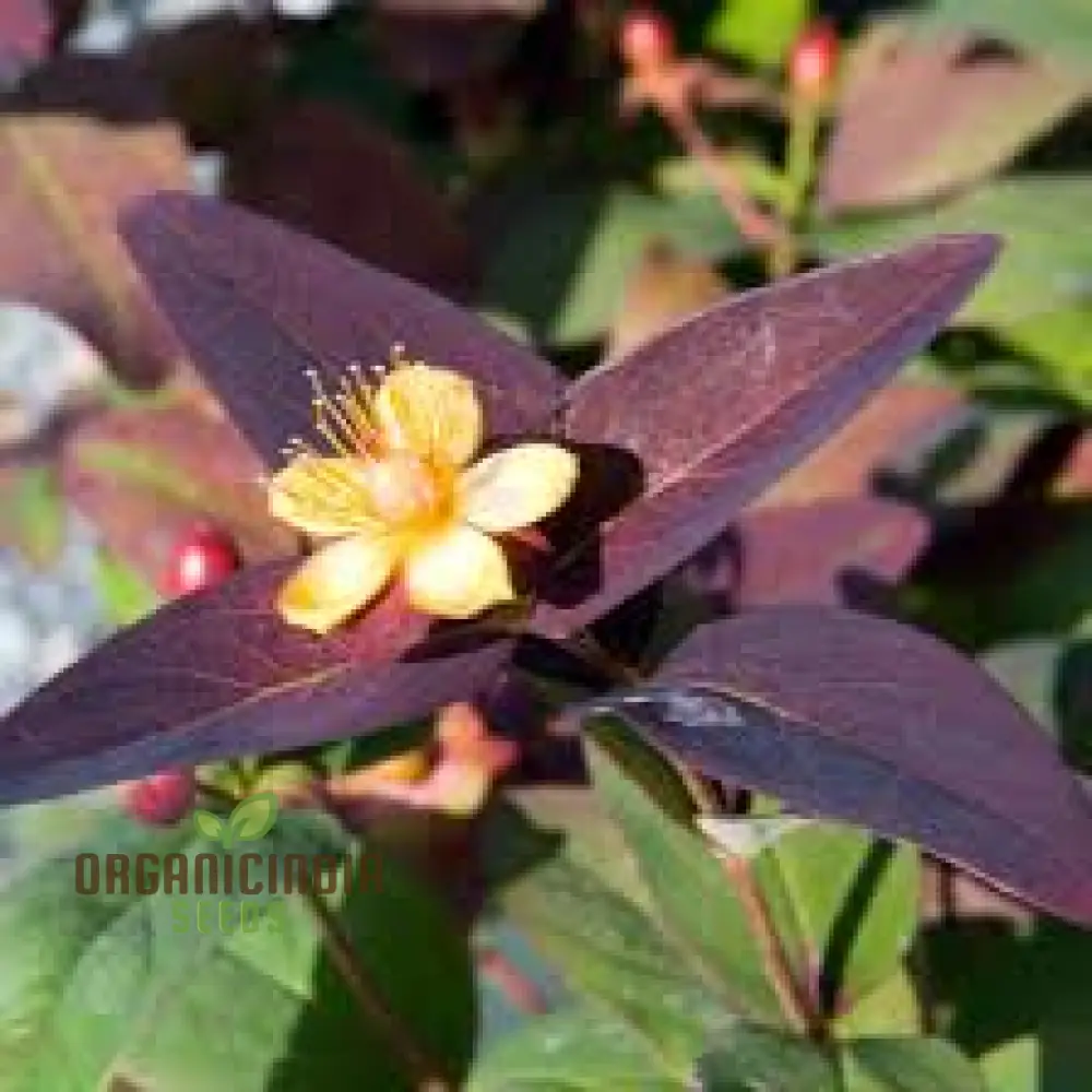 Hypericum Albury Purple Seeds - Vibrant Shrub for Stunning Garden Borders, Long-Lasting Blooms, and Low-Maintenance Landscaping