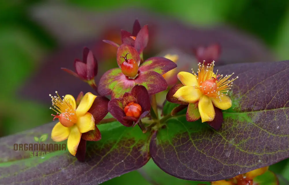 Hypericum Albury Purple Seeds - Vibrant Shrub for Stunning Garden Borders, Long-Lasting Blooms, and Low-Maintenance Landscaping - Image 3