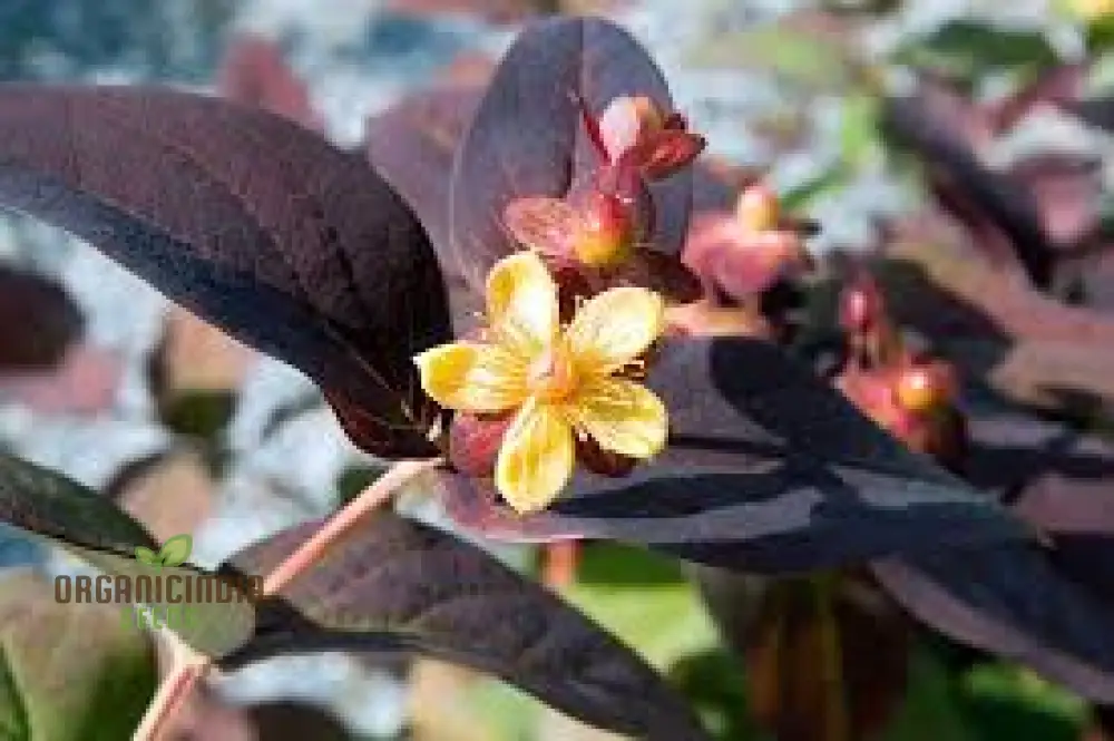 Hypericum Albury Purple Seeds - Vibrant Shrub for Stunning Garden Borders, Long-Lasting Blooms, and Low-Maintenance Landscaping - Image 4
