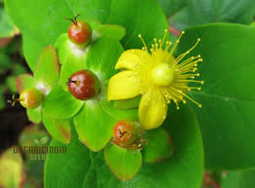 Hypericum Androsaemum Seeds - Enhance Your Garden with the Vibrant Beauty of St. John's Wort, A Hardy and Ornamental Perennial Shrub