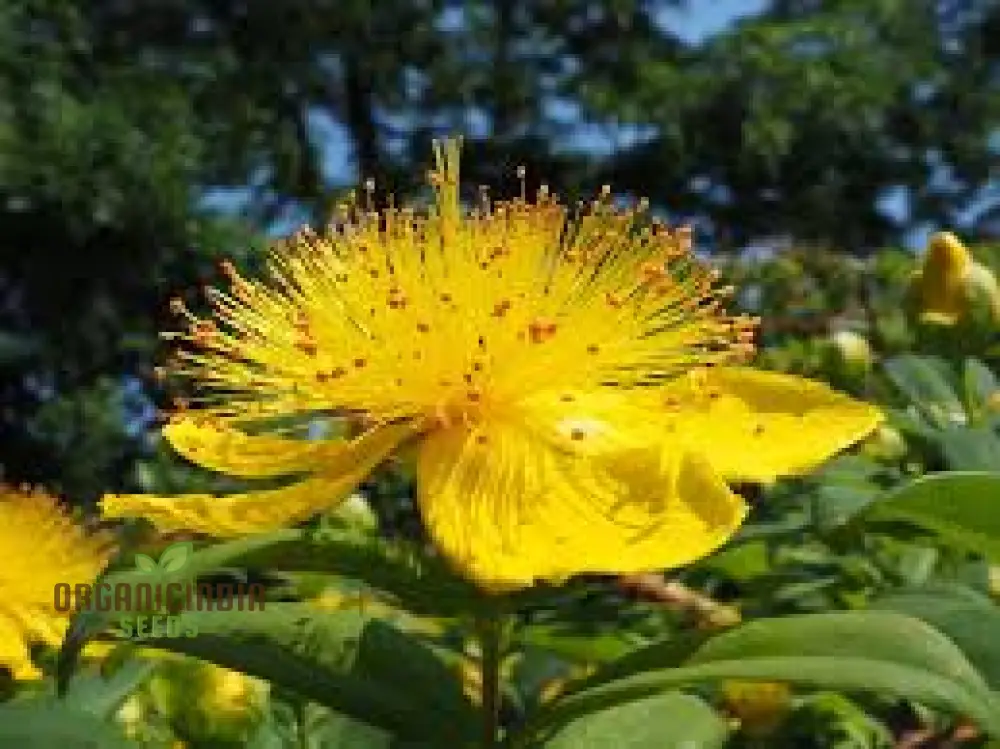 Hypericum Seeds (Hypericum Calycinum Seeds) - Lush Groundcover for Stunning Garden Displays