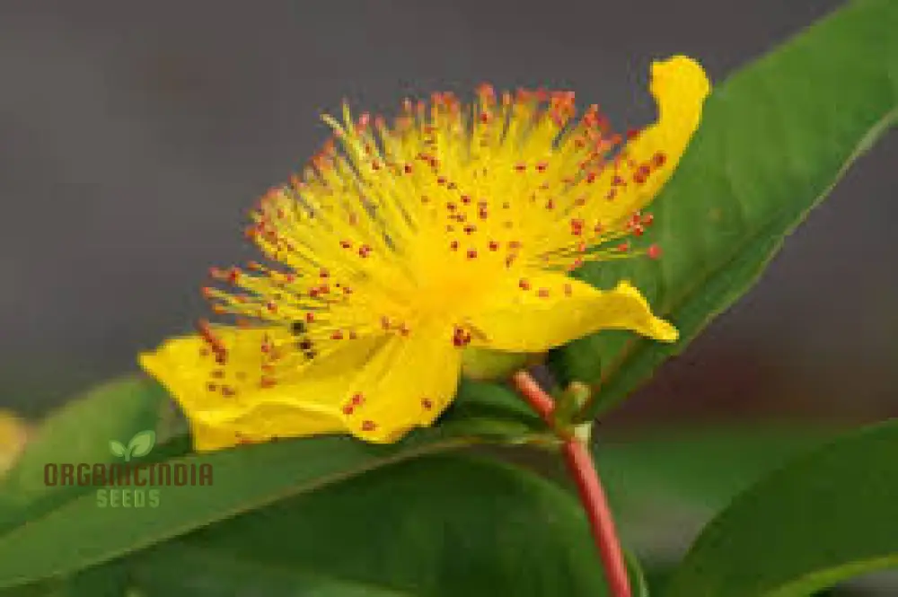 Hypericum Seeds (Hypericum Calycinum Seeds) - Lush Groundcover for Stunning Garden Displays - Image 3