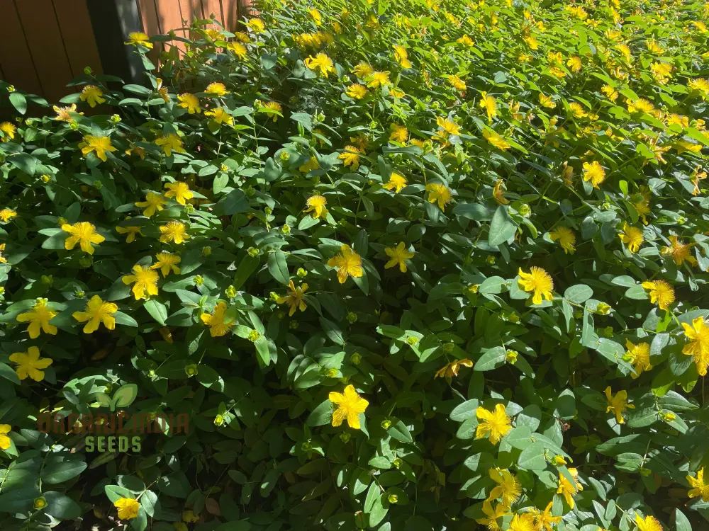 Hypericum Seeds (Hypericum Calycinum Seeds) - Lush Groundcover for Stunning Garden Displays - Image 4