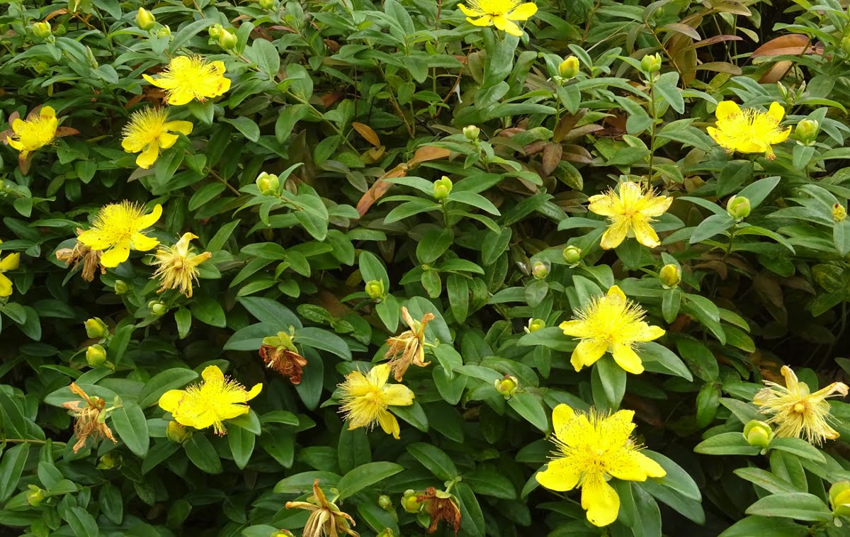 Hypericum Seeds (Hypericum Calycinum Seeds) - Lush Groundcover for Stunning Garden Displays - Image 5