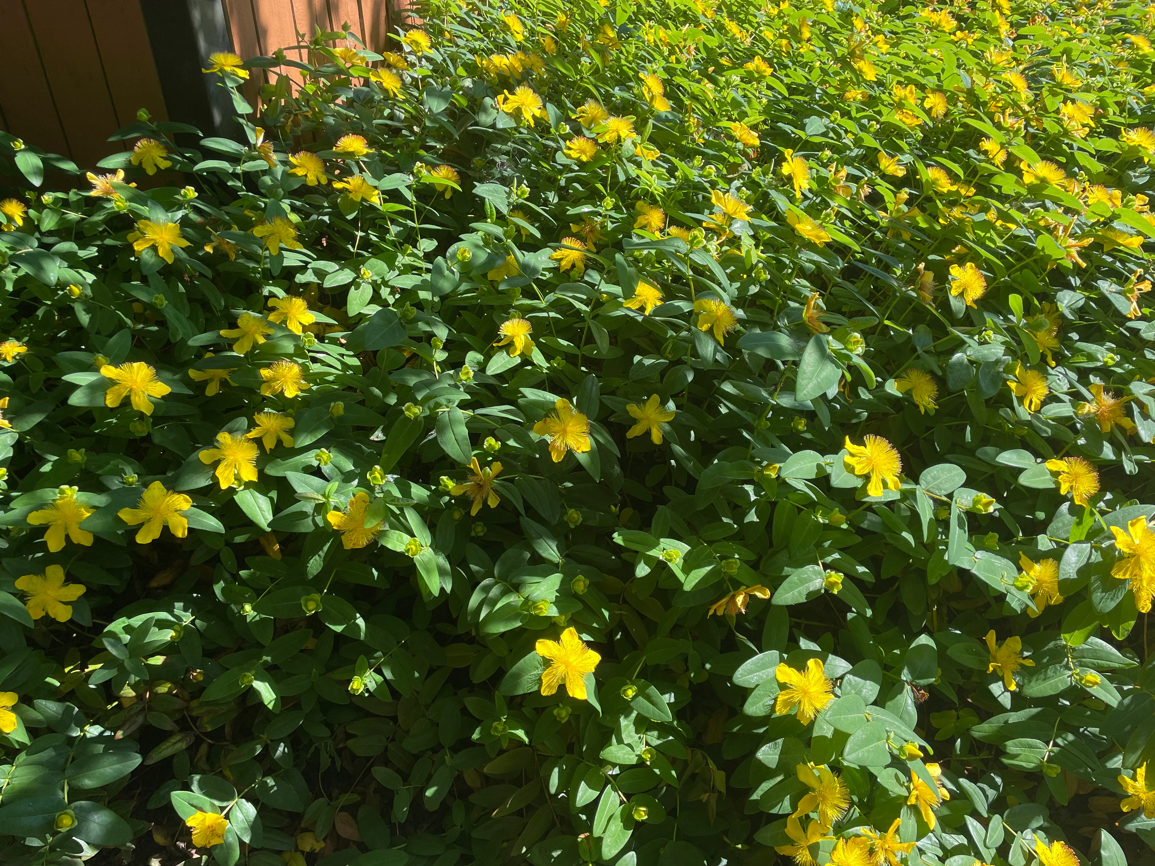 Hypericum Seeds (Hypericum Calycinum Seeds) - Lush Groundcover for Stunning Garden Displays - Image 6