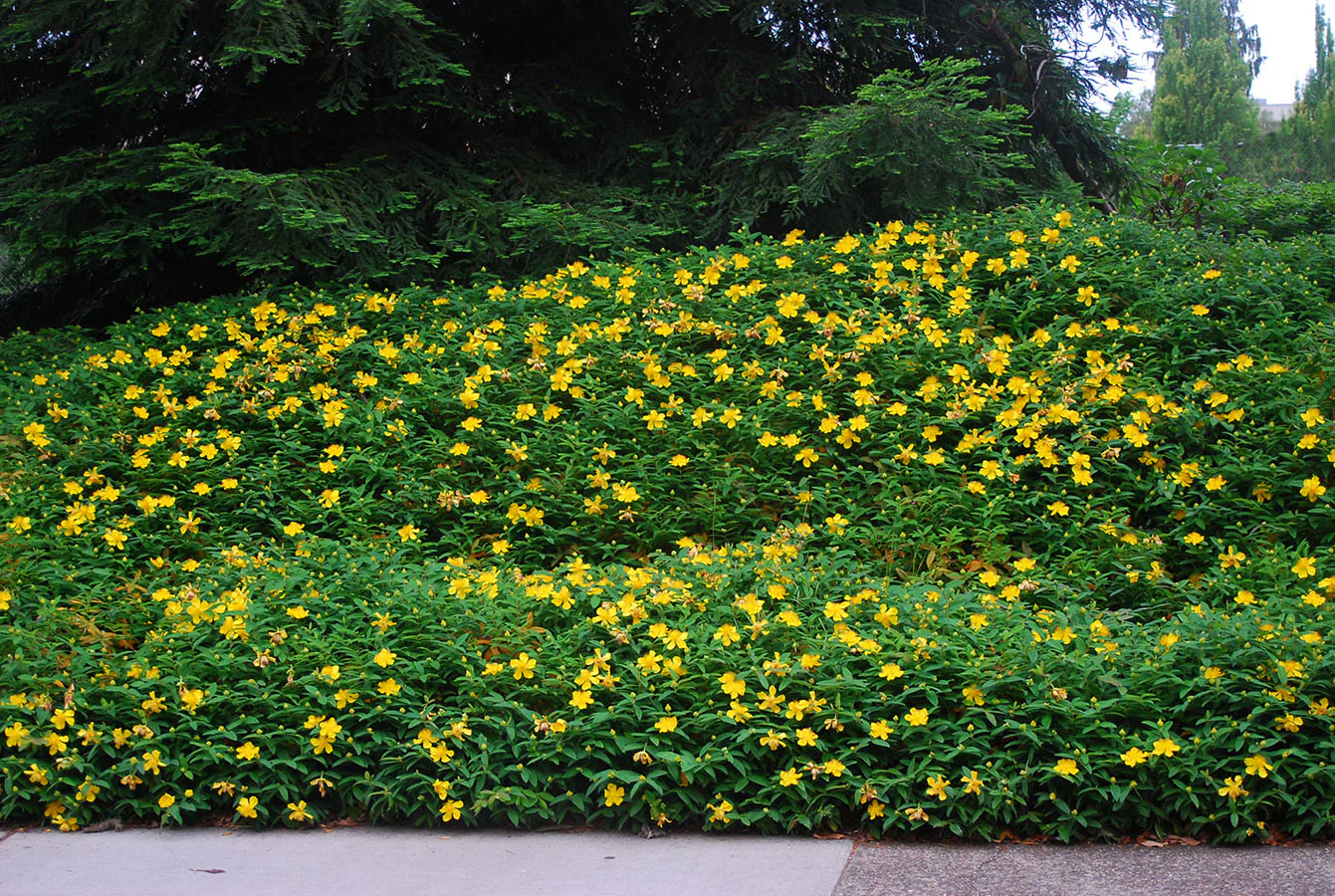 Hypericum Seeds (Hypericum Calycinum Seeds) - Lush Groundcover for Stunning Garden Displays - Image 7