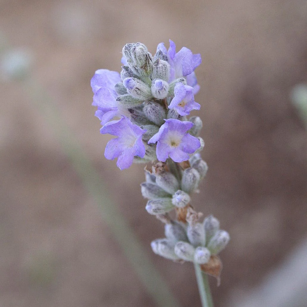 Ice Blue Lavender Seeds – Unique Frosty Blooms for Fragrant Gardens & Bouquets