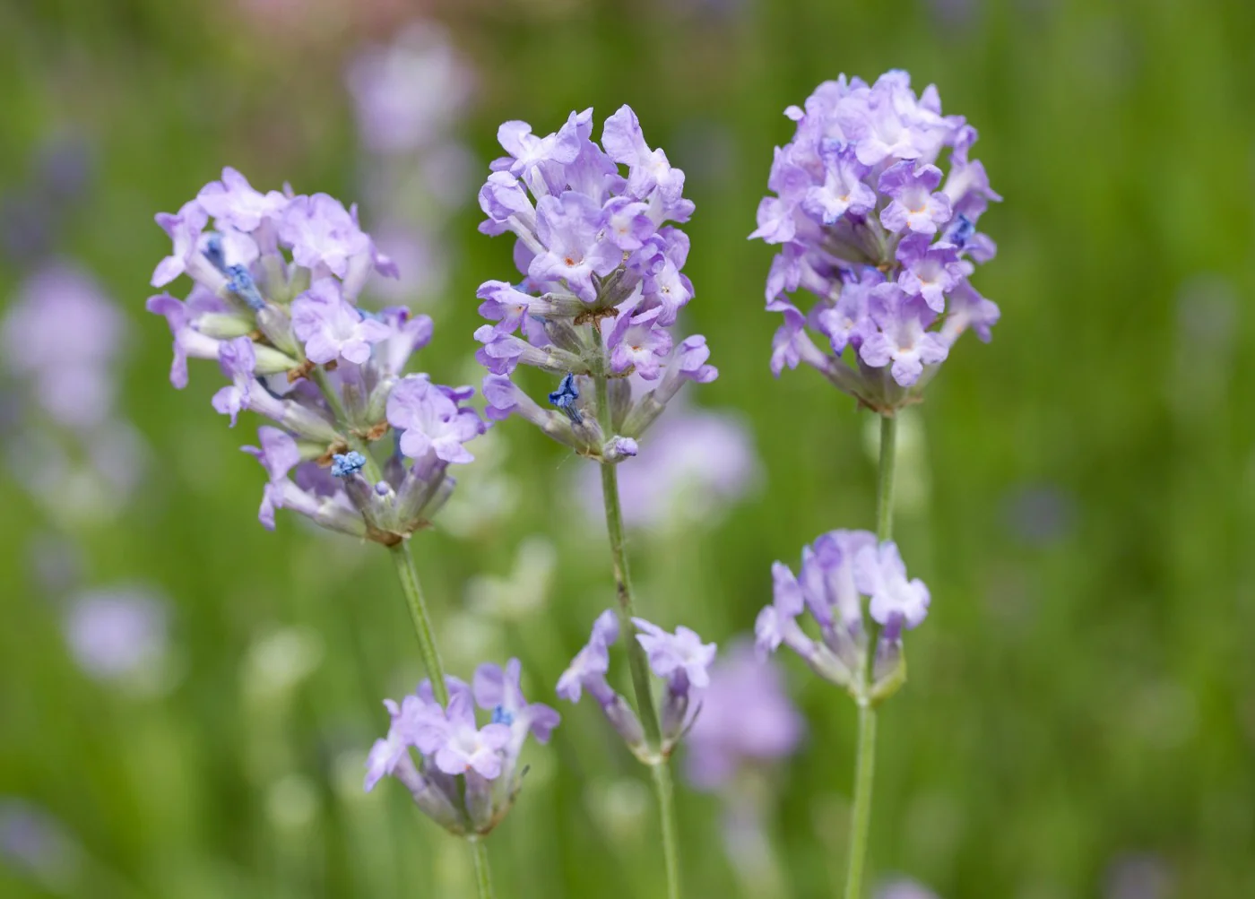 Ice Blue Lavender Seeds – Unique Frosty Blooms for Fragrant Gardens & Bouquets - Image 2