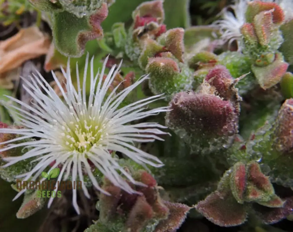 Ice Plant Mesembryanthemum Crystalline Seeds – Drought-Tolerant Green Succulent Variety for Landscapes - Image 2