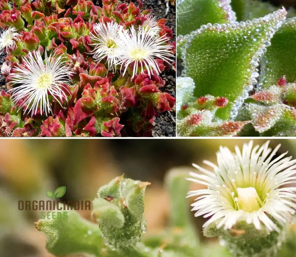 Ice Plant Mesembryanthemum Crystalline Seeds – Drought-Tolerant Green Succulent Variety for Landscapes - Image 4