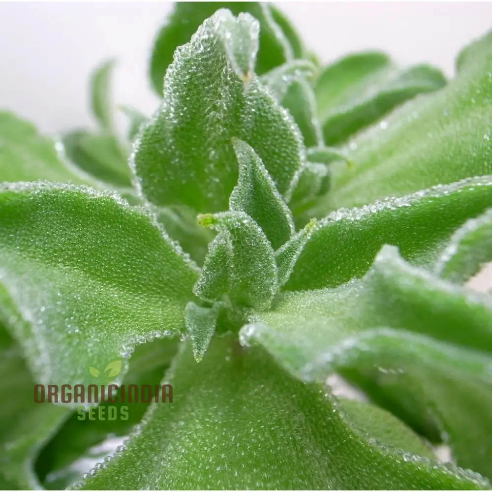 Ice Plant Mesembryanthemum Crystalline Seeds – Drought-Tolerant Green Succulent Variety for Landscapes - Image 5