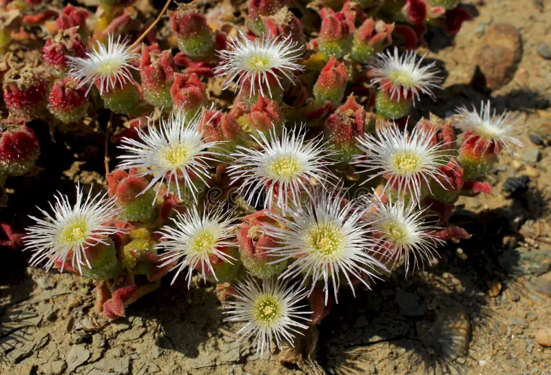 Ice Plant Mesembryanthemum Crystalline Seeds – Drought-Tolerant Green Succulent Variety for Landscapes - Image 6