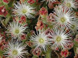 Ice Plant Mesembryanthemum Crystalline Seeds – Drought-Tolerant Green Succulent Variety for Landscapes - Image 7