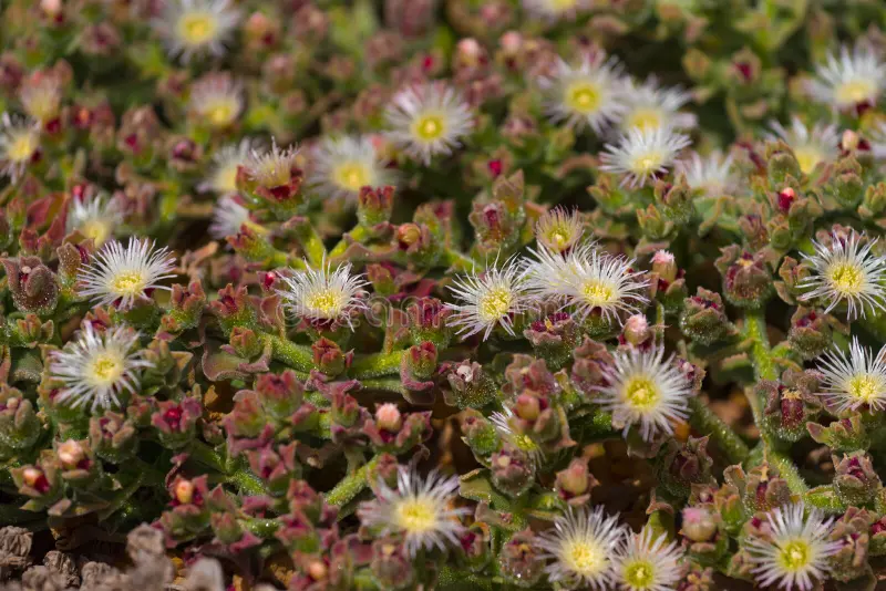 Ice Plant Mesembryanthemum Crystalline Seeds – Drought-Tolerant Green Succulent Variety for Landscapes - Image 8