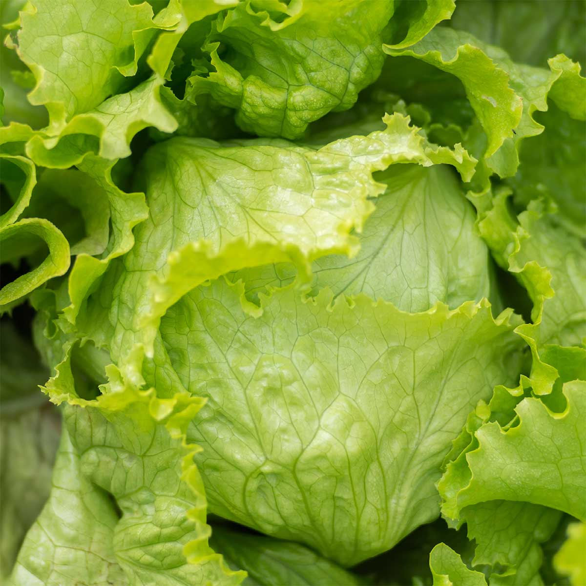 Iceberg Lettuce Seeds – Crisp, Fresh, & High-Yielding Garden Variety - Image 2