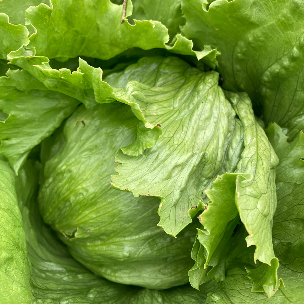 Iceberg Lettuce Seeds – Crisp, Fresh, & High-Yielding Garden Variety - Image 4