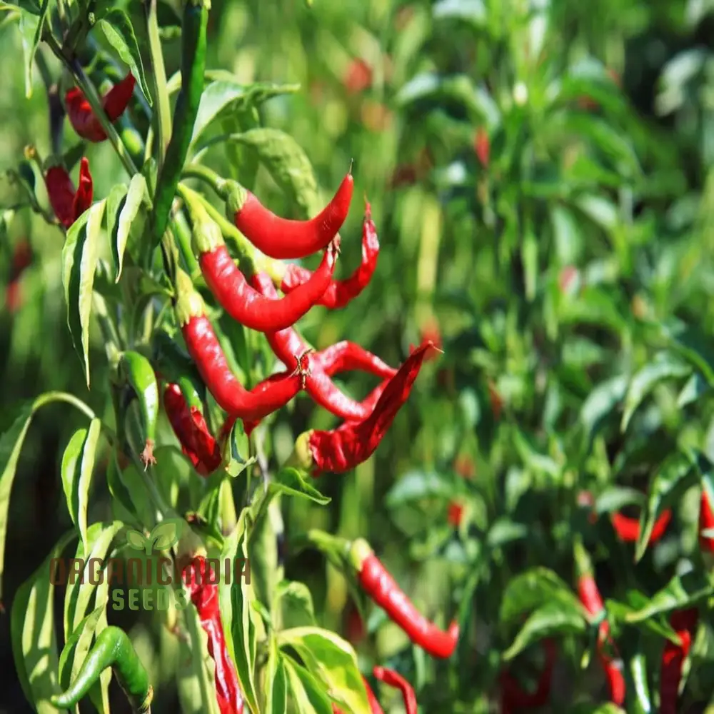 Ignite Your Garden's Flavor, Guntur Sannam Chilli Pepper Seeds - Premium Vegetable Seeds for Planting and Gardening