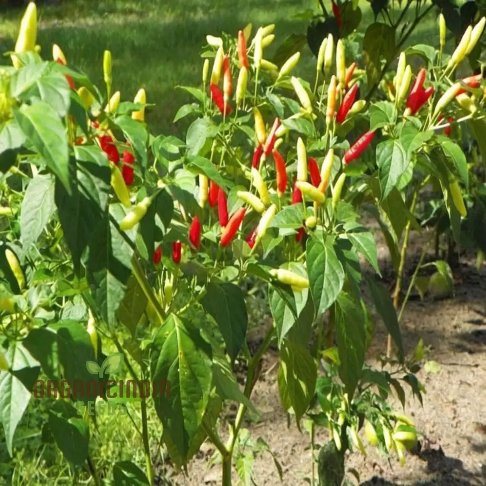 Ignite Your Garden's Flavor, Guntur Sannam Chilli Pepper Seeds - Premium Vegetable Seeds for Planting and Gardening - Image 3