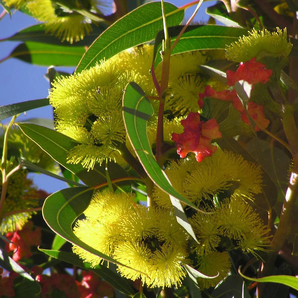 Illyarrie Red Cap Gum Wildflower Seeds for Gardening Enthusiasts - Premium Quality Seeds