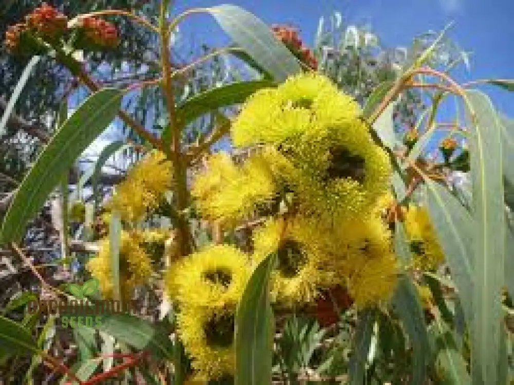 Illyarrie Red Cap Gum Wildflower Seeds for Gardening Enthusiasts - Premium Quality Seeds - Image 2