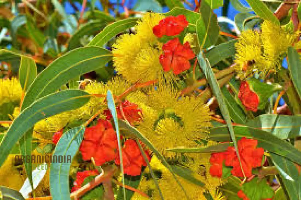 Illyarrie Red Cap Gum Wildflower Seeds for Gardening Enthusiasts - Premium Quality Seeds - Image 3