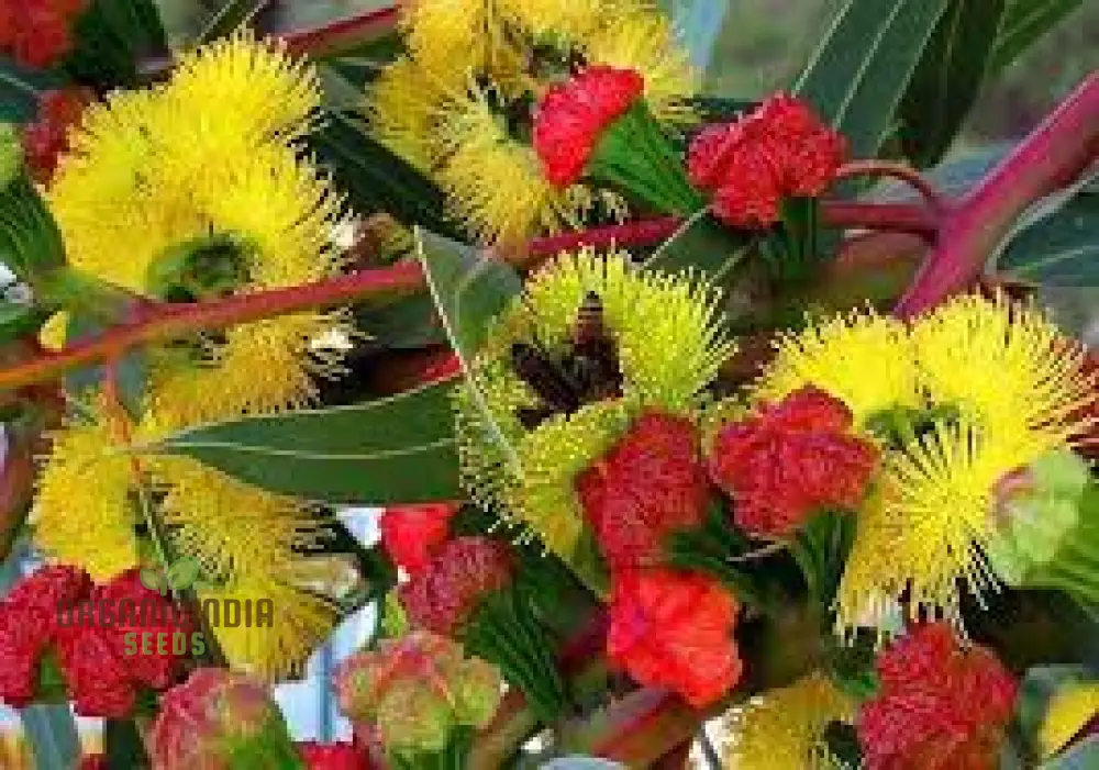 Illyarrie Red Cap Gum Wildflower Seeds for Gardening Enthusiasts - Premium Quality Seeds - Image 4