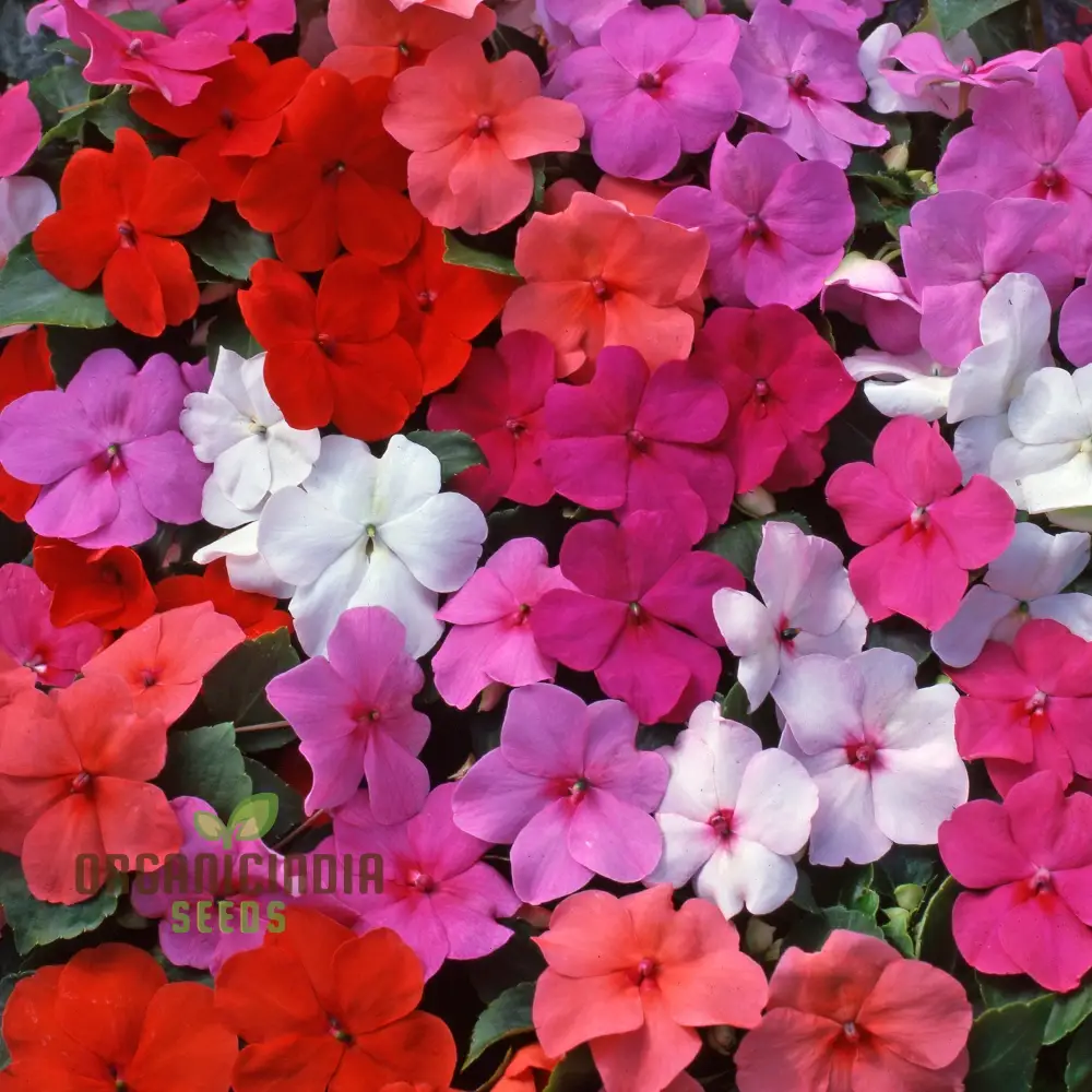 Impatiens Seeds (Lollipop Mix F1) - Premium Variety for Garden Enthusiasts