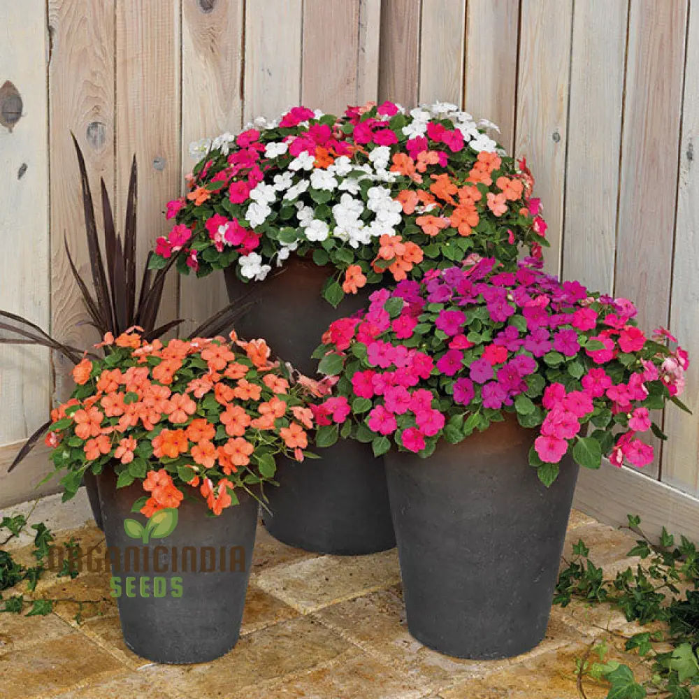 Impatiens Seeds (Lollipop Mix F1) - Premium Variety for Garden Enthusiasts - Image 3